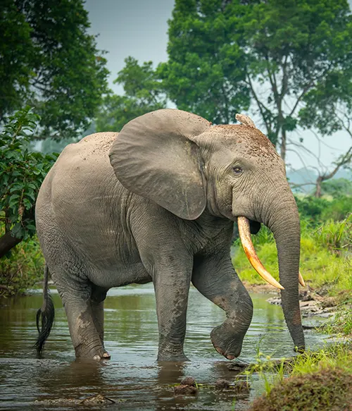 Dynamique des grands mammiferes