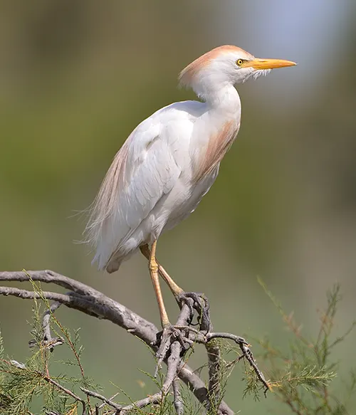 Richesse de l-avifaune migratrice