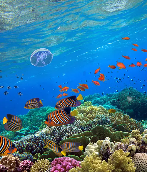 Vie aquatique et milieux riverains